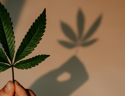 Cannabis jetzt OK?