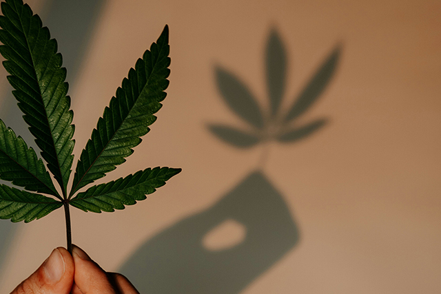 Cannabis-Gesetz
